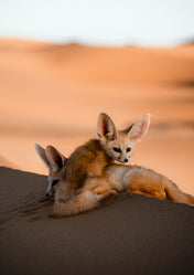 Wild fennecs in Sahara desert